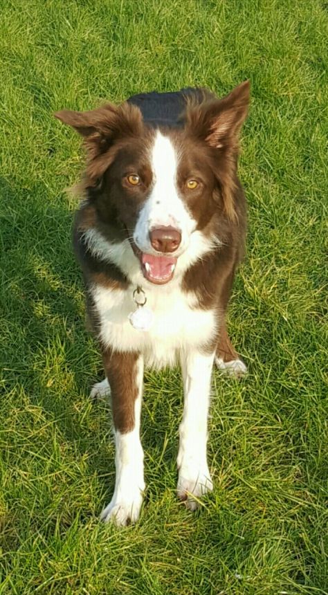 My lovely red and white border collie Brown And White Border Collie, Border Collie Brown And White, Aesthetic Fields, Red And White Border Collie, Brown Border Collie, Future Mood, Red Border Collie, Border Collie Art, White Border Collie