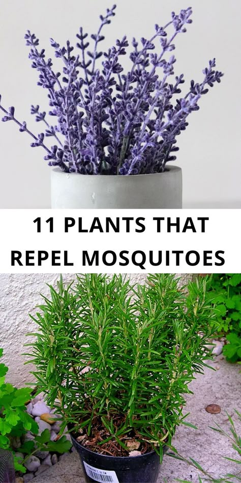 Natural Misquote Repellent For Yard, Plants That Repellent Bugs, Plants That Ward Off Mosquitos, Plant Mosquito Repellent, Plants For Bug Repellent, Mosquitoes Repellent Plants, What Repels Mosquitos, Plants Mosquito Repellant, Mosquito Repellent Plants Container