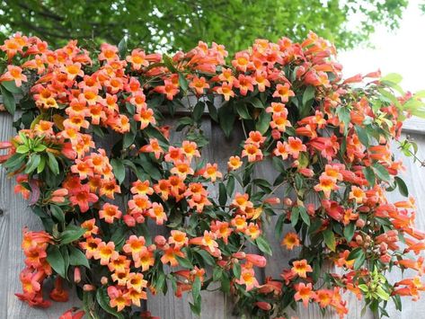 Choices for Vines and Climbing Plants5 (Campsis radicans) Trumpet Vines, Trumpet Creeper, Campsis Radicans, Vines Plants, Fence Plants, Green Fence, Climbing Flowers, Trumpet Vine, Garden Vines