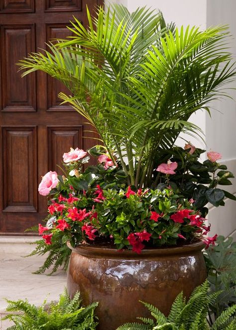 Majesty Palm, Patio Container Gardening, Container Garden Design, Outdoor Sanctuary, Plants Ideas, Planting Ideas, Container Gardening Flowers, Pot Plants, Patio Plants