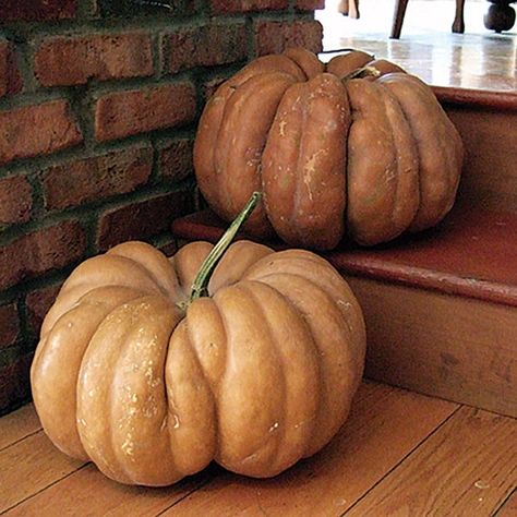 Fairytale (Musque de Provence) is a French heirloom pumpkin with deep ribbing and a buckskin color. Excellent taste and will do well on any farm market. 120 days. Approximately 15lbs. Rare Heirloom Variety 5 Seeds. Organic and Non GMO. Harvested from our small urban homestead. Ready for planting. Heirloom Pumpkins, Pumpkin Fairy, Cabbage Seeds, Hot Pepper Seeds, Giant Pumpkin, Cucumber Seeds, Seed Catalogs, Heirloom Seeds, Grow Your Own Food