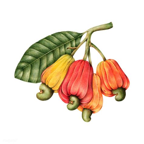 Hand drawn cashew nut and fruits | premium image by rawpixel.com Cashew Apple, Biology Drawing, Cashew Tree, Apple Illustration, Apple Vector, Fruit Clipart, Free Illustration Images, Illustration Botanique, Free Hand Drawing