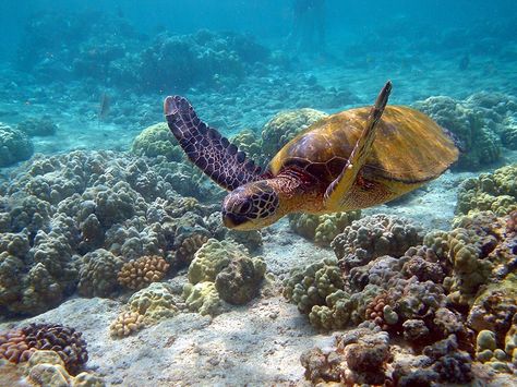 Malaysia Creates a 1-Million-Hectare Marine Park That Protects Its Delicate Ecosystem - My Modern Met Ocean Reference, Creature Marine, Fauna Marina, Ocean Floor, Green Sea Turtle, Turtle Love, On The Ocean, Blue Hawaii, Green Turtle