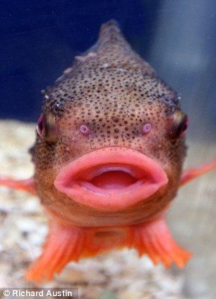 Jumpin' Jack Splash: The pouting lumpsucker fish that looks like Mick Jagger | Mail Online Fish Face, Lyme Regis, Beneath The Sea, Salt Water Fish, Underwater Creatures, Underwater Life, Water Life, Exotic Fish, Mick Jagger