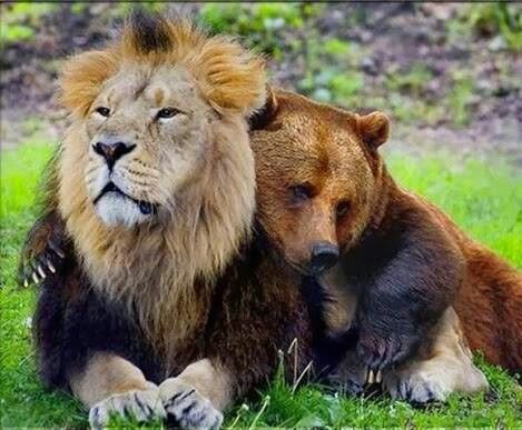 No Lion About This Bear Hug! It's Real Love!(: Animal Pairs, Unusual Animal Friends, Unlikely Animal Friends, Regard Animal, Unexpected Friendship, Unlikely Friends, Brown Bears, Odd Couples, Animals Friendship