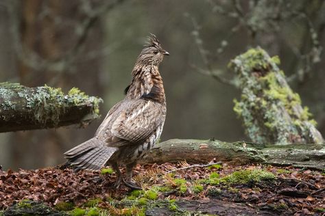 If you're searching for some of the best ruffed grouse hunting in the land then it should begin with one of these northern states where the thunderbird reigns supreme. We love our wild turkey hunting, pheasant hunting, and waterfowling when the seasons are open, but during the late fall and early winter when other game […] The post 5 Best Ruffed Grouse Hunting States appeared first on Wide Open Spaces. Grouse Hunting, Ruffed Grouse, Hunting Guide, Upland Hunting, Forest Camp, Forest Habitat, Pheasant Hunting, Hunting Life, Chesapeake Bay Retriever