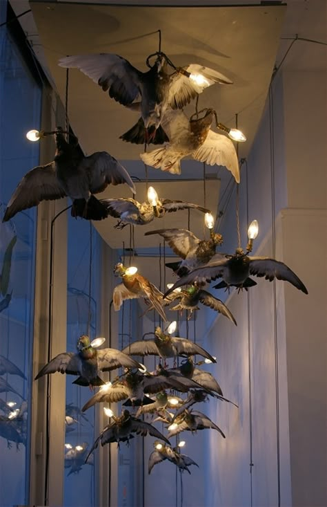 Taxidermy around the House | THE CAVENDER DIARY Bird Lighting, Hitchcock Birds, Butterfly Lights, Fake Birds, Taxidermy Decor, Taxidermy Art, Horror Decor, Halloween Window, Creative Wall Art