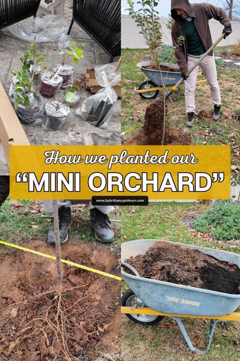 Fruit trees we chose for our mini backyard orchard in zone 7! Zone 7 Fruit Trees, Fruit Tree Orchard, Leaf Compost, Mini Backyard, Tree Orchard, Fruit Trees Backyard, Backyard Orchard, Blackberry Plants, Planting Fruit Trees