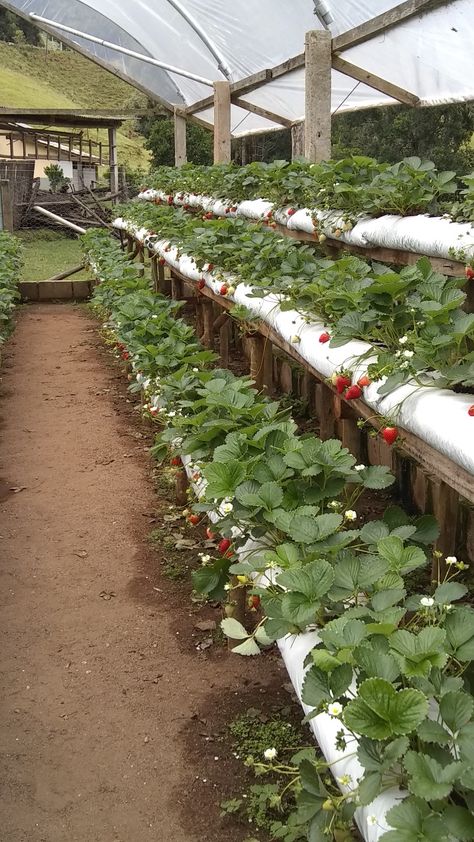 Fruit Greenhouse, Strawberry Farming, Spice Garden, Small Vegetable Gardens, Strawberry Farm, Strawberry Garden, Vertical Farming, Garden Decor Projects, Diy Greenhouse