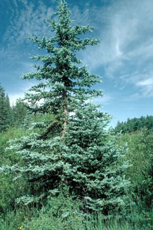 The blue spruce Picea Pungens Glauca, Blue Spruce Tree, Colorado Blue Spruce, Picea Pungens, Known And Loved, Spruce Trees, Types Of Christmas Trees, Live Christmas Trees, Tree Seedlings