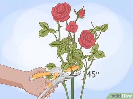 3 Ways to Cut Roses - wikiHow Rose Bush, Makes You Beautiful, Beautiful Bouquet, Make It Yourself, Flowers, Plants