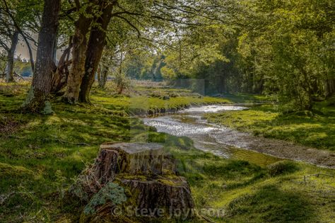 Forest Stream Aesthetic, River In Forest Aesthetic, Stream In The Woods, New Forest Hampshire, Forest River Aesthetic, Forest With Stream, Forest With River, Stream Aesthetic, Springtime Aesthetic