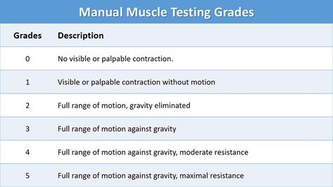 Manual Muscle Testing (MMT Grades) Hip Muscles Anatomy, Manual Muscle Testing, Muscle Testing, Muscular Strength, Grading System, Muscle Anatomy, Muscle Weakness, Orthopedic Surgery, Hip Muscles