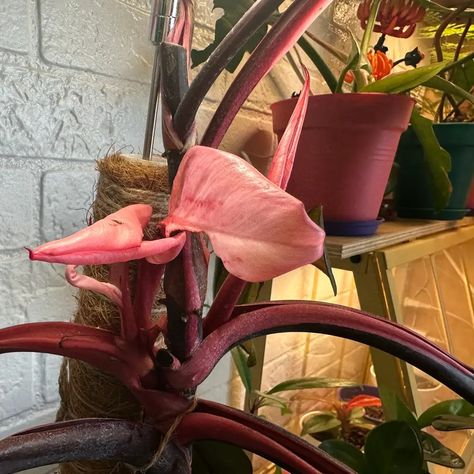 Propagating Pink Princess Philodendron: Step-by-step Guide Pink Princess Philodendron Propagation, Philodendron Propagation, Pink Princess Philodendron, Princess Philodendron, Plant App, Rooting Hormone, Royal Garden, Root Growth, New Roots