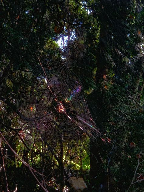 #aesthetic #rainbow #rainbowweb #spiderweb #spiders #aestheticspider #forestcore #forestgrunge #forestaesthetic #halloween #hiking #outdoors Spidercore Aesthetic, Spiderweb Aesthetic, Spiderweb Background, Spider Aesthetic, Saint Ambrose, Huntsman Spider, Moon Board, St Ambrose, Aesthetic Rainbow