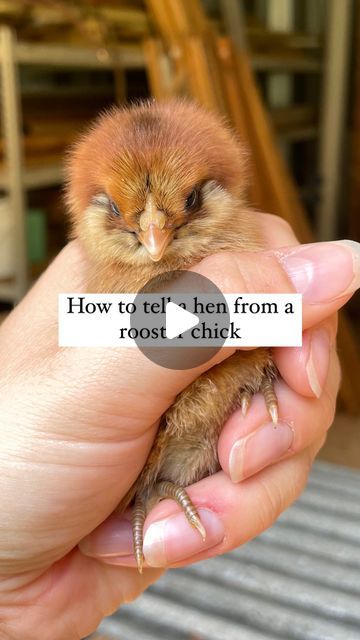 Rebekah - Homemaker on Instagram: "Did you know this neat little trick?  This isn’t 100% accurate always. But it’s usually pretty close! The only way to truly know is to wait until they’re full grown😆  At a week old, a hen chick should have full wing feathers in sort of a swoop, and have tail feathers. Meanwhile, rooster chicks will have very little wing feathers in a sort of jagged line, and no tail feathers.  I ordered sexed chicks (specific amounts of roosters and hens) and know how many roosters vs hens I have, but it’s really neat to see this trick in action!  Be sure to save this reel, and share it with a homesteading friend!🐣 . . . #chicks #cutechicks #babychicks #babychickens #chickentips #rasingchickens #farmtips #animaltips #babyanimals #cuteanimals #cutebabyanimals  Homesteadi Wing Feathers, Old A, Baby Chickens, Animal Training, Hen House, Hens And Chicks, Tail Feathers, Raising Chickens, Baby Chicks