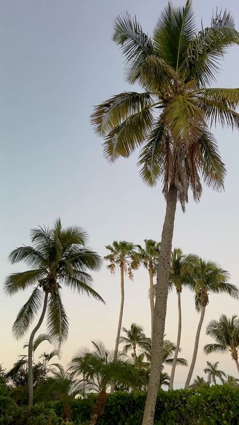 Florida Skyline, Tropical Island Photography, Be At Peace, Flo Rida, Naples Fl, Naples Florida, Tropical Landscaping, At Peace, Sunset Photography