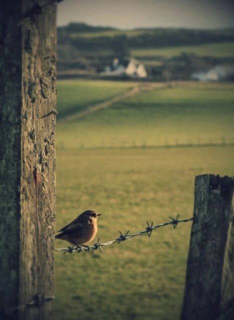 Bird on Barbed Wire | Content in a Cottage San Francesco, Country Scenes, Backyard Fences, Barbed Wire, Country Farm, Green Gables, Little Birds, 인물 사진, Country Life