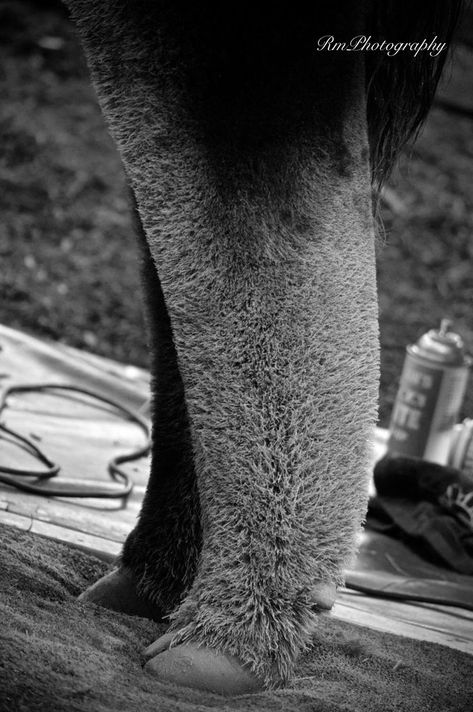 Fitting the back legs of a show calf. Show Cattle Barn, Club Calf, Livestock Quotes, Pig Showing, Show Steers, Show Cows, Pig Care, Cattle Barn, Cow Photography