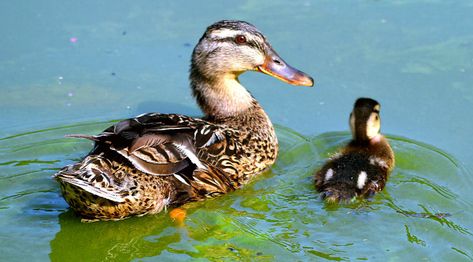 Mama Duck And Ducklings, Building A Pond, Duck And Ducklings, Fishing Dock, Pet Ducks, Art Calendar, Baby Ducks, City Park, A Duck