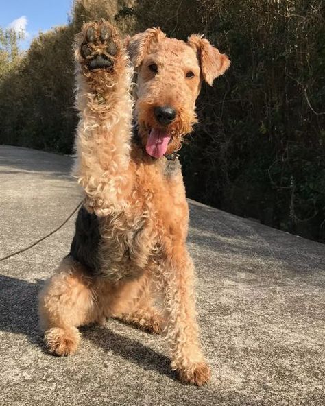 Airedale Terrier (@airedaleterrier.love) • Instagram photos and videos Airedale Terrier Puppy, Airdales Puppies, Airedale Terrier Aesthetic, Airedale Puppy, Airedale Terrier Puppies, Airedale Dogs, Terrier Rescue, Airedale Terriers, Lakeland Terrier