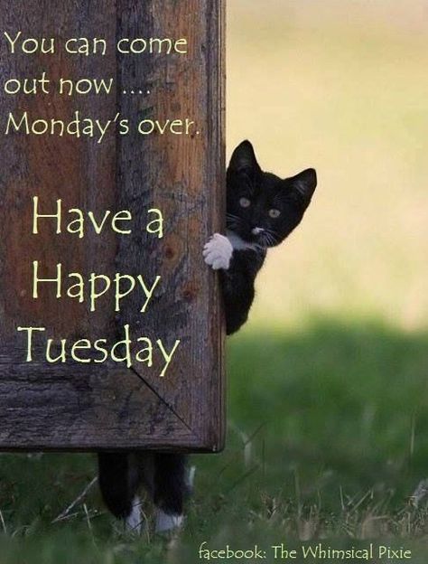 Tuesday Quotes Funny, Cat Birthday Memes, Tuesday Funny, Happy Tuesday Morning, Tuesday Quotes Good Morning, Tuesday Greetings, Good Morning Gifs, Tuesday Blessings, Morning Gifs