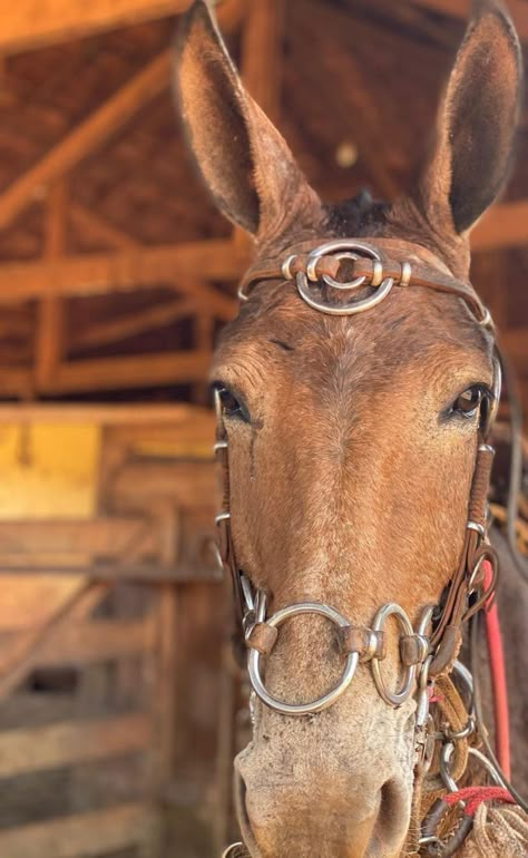 Wallpaper Country, Muar, Horse Aesthetic, Cowboy Cowgirl, Horse Photos, Room Posters, Country Life, Farm Life, Cowboy