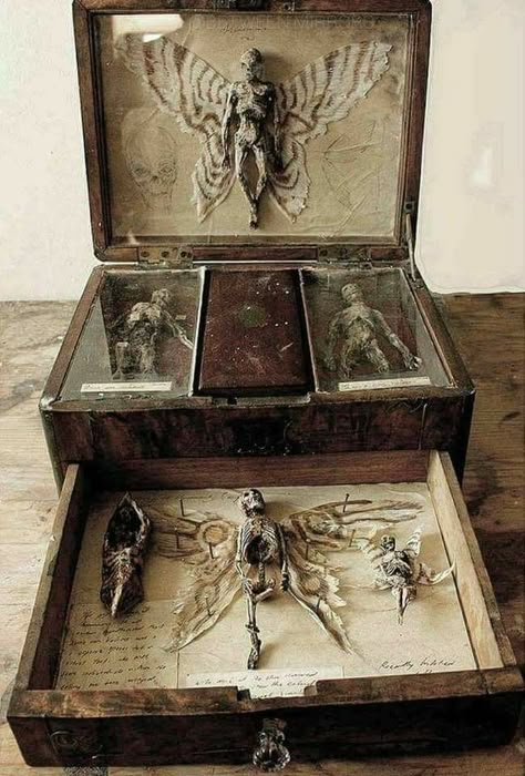 Fairies Takken Decor, Cabinet Of Curiosity, Curiosity Cabinet, Cabinet Of Curiosities, Assemblage Art, Weird And Wonderful, Shadow Boxes, Taxidermy, Larp