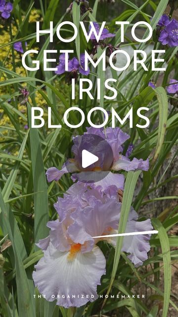 Thinning Iris Bulbs, Iris Care, Iris Flowers Garden, Iris Rhizomes, Iris Flowers, Flowers Garden, The Roots, Over The Top, Mulch