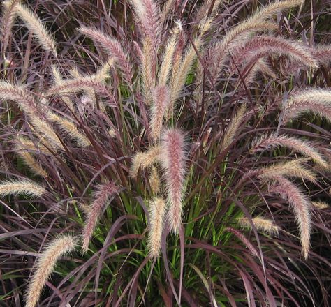 Red Fountain Grass - Ornamental grass with red leaves topped with reddish-brown plumes in mid-summer. It adds color and texture to beds and containers. CAUTION: Hardy to zones 9-11 only.  Minimum temp of 45 degrees   ***ANNUAL GRASS in this area.*** Red Fountain Grass Landscaping, Red Fountain Grass, Red Grass, Arizona Backyard, Fountain Grass, Grasses Landscaping, Shrub Roses, How To Attract Hummingbirds, Leaf Coloring