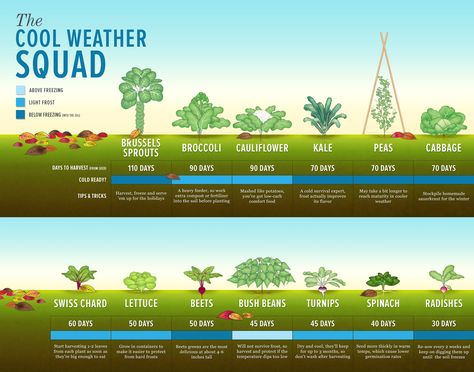 Cool weather crops - great visual! Cold Weather Crops, Fall Crops, Bush Beans, Winter Plants, Cool Weather, Fall Plants, Veggie Garden, Growing Food, Edible Garden