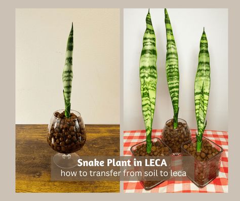 Transferring a snake plant in LECA from the soil is fairly easy and good for beginners. Snake plants, also known as Sansevierias, are resilient. Transferring them to LECA may seem unconventional due to their preference for a dry environment. However, they thrive well in clay balls as long as you properly follow the steps necessary... Clay Balls For Plants, Leca Balls For Plants, Leca Plants, Planting In Clay, Plants Grown In Water, Sansevieria Plant, Snake Plants, Zz Plant, Mold Growth