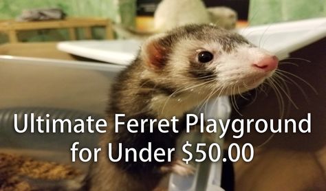 Ferret Playground, Ferret Play Area Ideas, Ferret Habitat, Cute Ferret Cage Ideas, Ferret Room Ideas, Ferret Enrichment, Ferrets Wallpaper, Ferrets Aesthetic, Ferret Playpen