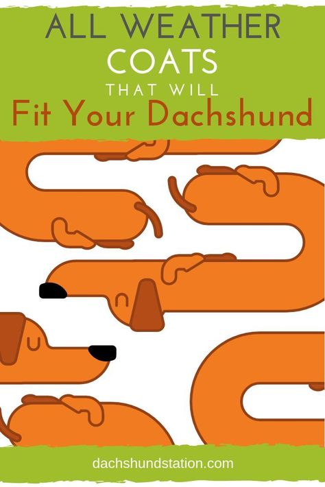 Best Apartment Dogs, Dachshund Puppy Training, Dachshund Stuff, Dachshund Sweater, Dachshund Training, Standard Dachshund, Dachshund Breed, Dachshund Clothes, Rain Coats