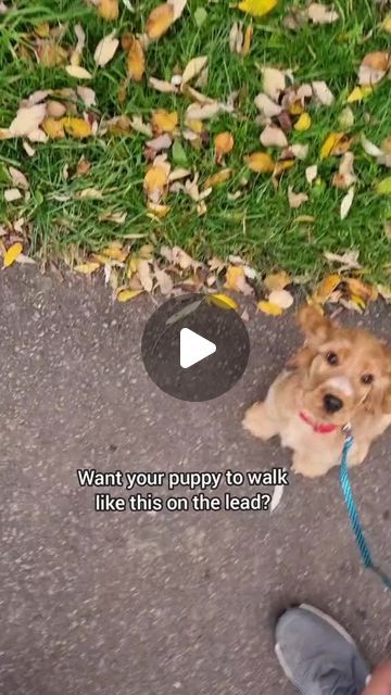 Canine Coach Pro | Dog training on Instagram: "Lead walking a puppy.  How to train your puppy to walk nicely on the lead.  Training a puppy to walk on the leash is an important part of puppy training. Starting them off the right way makes walking them a much nicer experience for all.  With a little bit of effort and just a few minutes a day you can have your puppy walking to heel in no time at all.  Follow for more puppy videos and training tips. 

Are you struggling with your puppy's leash manners? DM 'TRAINING' to learn how our dog training program can help you enjoy stress-free walks with your furry friend! 

#puppywalking #howtowalkadog #leashtraining #puppytrainingtips #dogtrainingtricks" Puppy Walking, Training A Puppy, Puppy Videos, Train Your Puppy, Puppy Leash, Leash Training, Puppy Training Tips, Training Your Puppy, How To Train