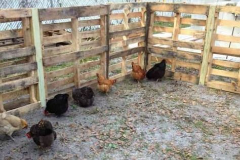 Pallet chicken run great idea for chicken yard and many other things. Fencing is the idea Cheap Chicken Run, Building A Chicken Run, Chicken Coop Kit, Chicken Coop Pallets, Chicken Fence, Easy Chicken Coop, Portable Chicken Coop, Best Chicken Coop, Chicken Run