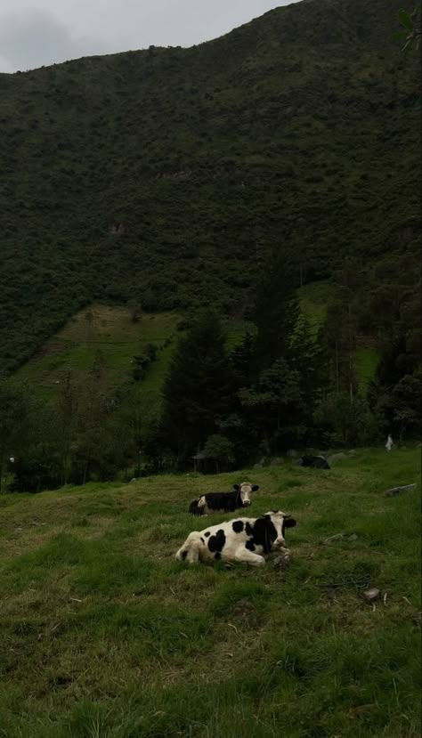 Fluffy Cow Farm, Farmcore Wallpaper, Green Aesthetic Mountain, Aesthetic Highland Cow Wallpaper, Farm Phone Wallpaper, Country Life Wallpaper, Wallpaper Backgrounds Outside, Green Farm Aesthetic, Cow Collage Wallpaper