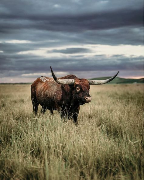 Cattle Photography, Longhorn Bull, Longhorn Cattle, Cool Shapes, Book Board, Texas Longhorn, Diy Closet, Oc Ideas, G H