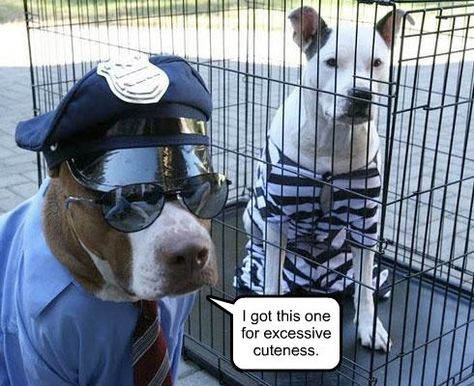 Obviously Guilty! Pet Halloween Costumes, Animal Costumes, Scary Halloween Costumes, Dog Halloween Costumes, Bad Dog, Dog Costumes, Dog Costume, Halloween Animals, Pet Costumes