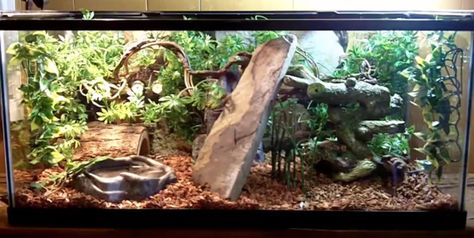 Ball python terrarium Bio Active Terrarium Ball Python, Ball Python Tank Ideas, Ball Python Setup, Ball Python Vivarium, Snake Enclosure Ideas Ball Python, Snake Terrarium Ideas Ball Python, Ball Python Terrarium Ideas, Snake Terrarium Ideas, Ball Python Terrarium