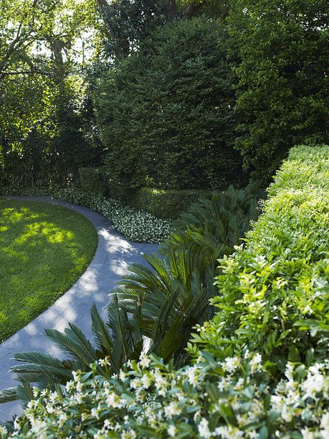 Cycads with mixed foliage positioned next to curved garden wall Layered Hedge, Lush Landscape, Australian Garden, Tropical Gardens, Formal Garden, Moon Garden, Formal Gardens, Native Garden, White Gardens