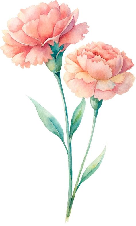 Premium PSD | A watercolor drawing of carnation flowers in portrait mode Carnation Botanical Illustration, Carnations Illustration, Carnation Flower Watercolor, Carnation Flower Drawing, Watercolor Carnation, Carnation Drawing, Mom Box, Carnation Flowers, Butterfly Art Painting