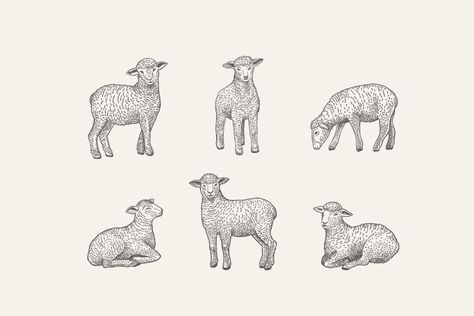 Sheep Cartoon Drawing, Lamb Logo, Vintage Lamb Illustration, Lamb Drawing, Sheep Vector, Farm Cartoon, Sheep Cartoon, Sheep Drawing, Sheep Illustration