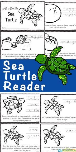 Are your kids fascinated by sea turtles? These large, graceful reptiles are truly amazing! Learn lots of facts about sea turtles for kids in these free printable sea turtle readers filled with lots of information, facts, and the Sea turtles life cycle. Download pdf file and print so children can color, read, and learn about the life cycle of a turtle. This is a great science printable for preschool, pre-k, kindergarten, first grade, 2nd grade, 3rd grade, 4th grade, 5th grade, and 6th grade stude Life Cycle Of A Turtle, Fun Fractions Activities, Sea Turtle Life Cycle, Sea Turtle Facts, Turtle Life Cycle, Turtle Activities, Ocean Theme Preschool, Turtle Theme, Animal Life Cycles