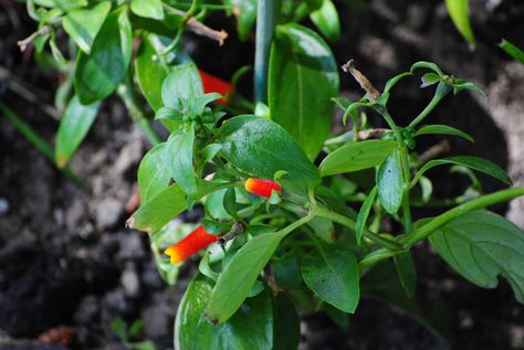 For those of you looking to grow something a bit more exotic in the landscape, or even the home, consider growing candy corn vines. Learn more about growing a candy corn plant in this article. Types Of Vines, Corn Plant Care, Indoor Vines, Annual Garden, Making Plant Pots, Corn Plant, Cat Plants, Sweet Ideas, Garden Vines