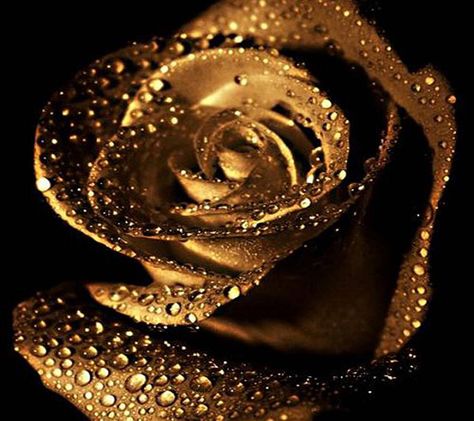 Download Golden Rose wallpaper by _Savanna_ - 7b - Free on ZEDGE™ now. Browse millions of popular golden Wallpapers and Ringtones on Zedge and personalize your phone to suit you. Browse our content now and free your phone Gold Flowers Wallpaper, Noma Bar, Rose Gold Flowers, Tapete Gold, Moissanite Engagement Ring White Gold, Rose Flower Wallpaper, Rose Gold Flower, All That Glitters Is Gold, Diamond Wedding Rings Sets