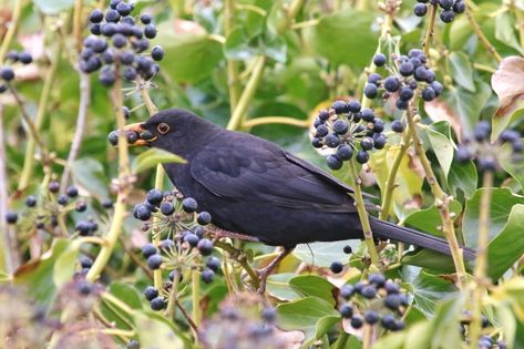 Ivy Berries, Hedera Helix, Brambly Hedge, American Robin, Garden Birds, Garden Greenhouse, Pollinator Garden, Bird Garden, Blackbird