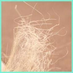 how to fix damaged hair Fried Bleached Hair, Fried Hair From Bleaching, Hair Repair Diy, Bleach Damaged Hair, Damaged Hair Diy, Fried Hair, Bleached Hair Repair, Homemade Hair Treatments, Hair Repair Treatments