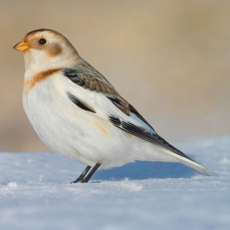 Snow Bunting Bird, Regeneration Art, Arctic Birds, Birds Migration, Birds In Snow, Snow Bunting, Bunting Bird, Snow Birds, Snow Bird