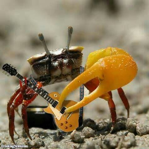 Crab music Funny Crab Pictures, Crab Memes Funny, Crab Reference, Crab Meme, Crab Cute, Funny Crab, Fiddler Crab, Crab And Lobster, Phish